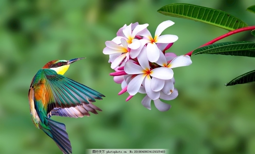 翠鸟鸟类花朵4k图片苏素材壁纸图片 自然风景 自然景观 图行天下素材网