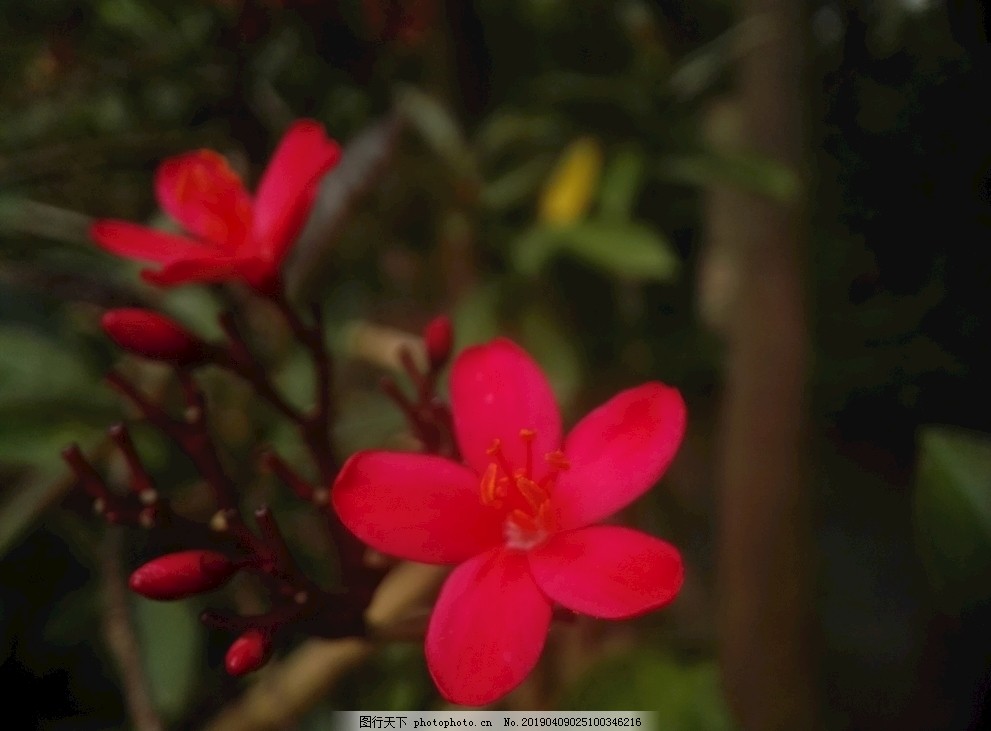 变叶珊瑚花图片 花草 生物世界 图行天下素材网