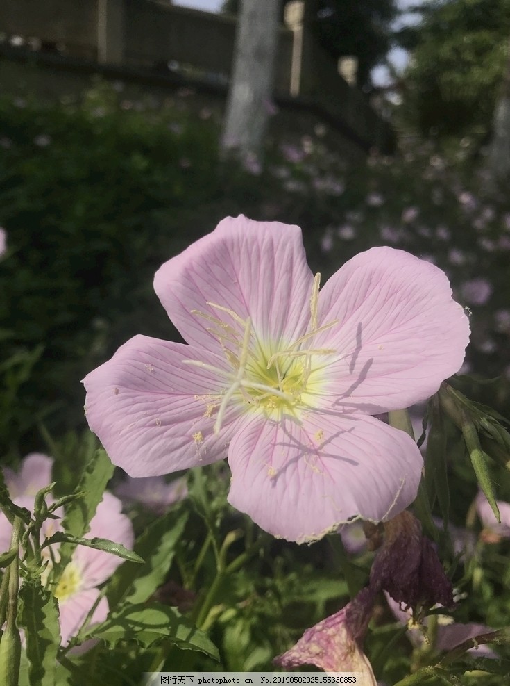 美丽月见草图片 花草 生物世界 图行天下素材网