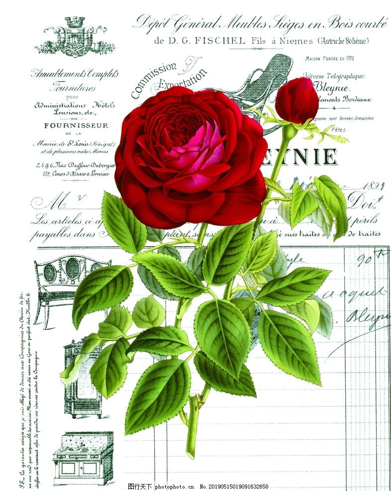 北欧玫瑰花图片 绘画书法 文化艺术 图行天下素材网