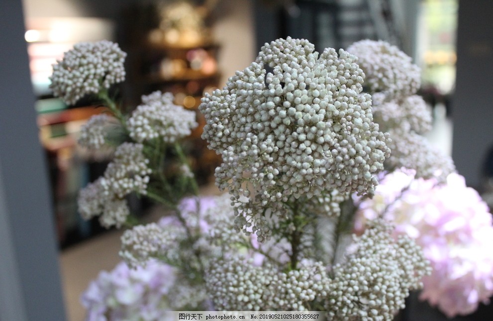 小米花图片 花草 生物世界 图行天下素材网