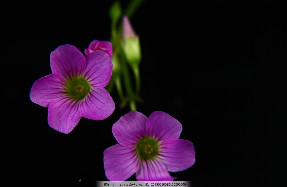 紫花酢浆草图片 花草 生物世界 图行天下素材网