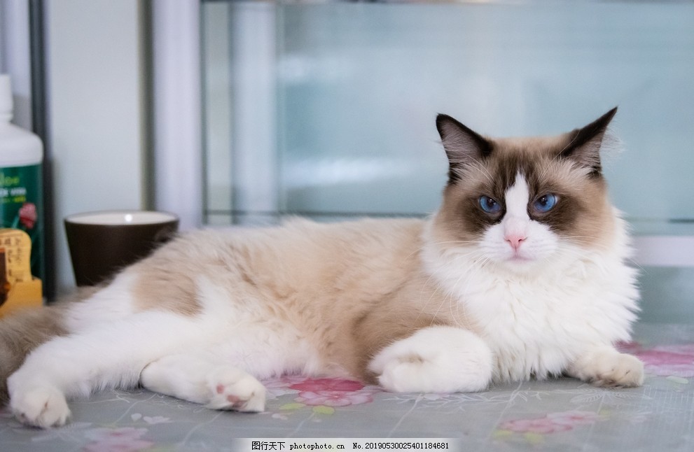 海豹色双色布偶猫图片 其他 生物世界 图行天下素材网